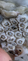 Balanus crenatus
