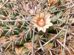 Mammillaria uncinata