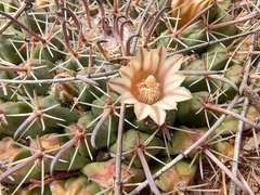 Mammillaria uncinata