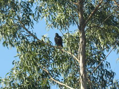 Parabuteo unicinctus