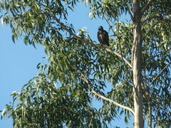 Parabuteo unicinctus
