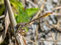 Phanogomphus cavillaris