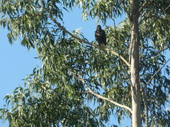 Parabuteo unicinctus