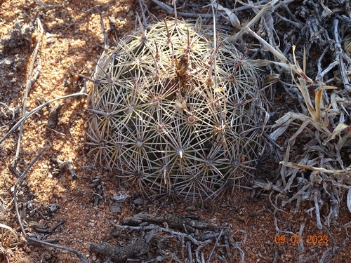 Coryphantha cornifera