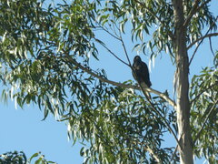 Parabuteo unicinctus