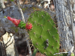 Opuntia inaperta