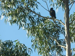 Parabuteo unicinctus