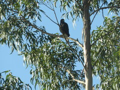 Parabuteo unicinctus