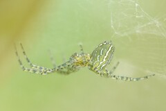 Cyrtophora cylindroides