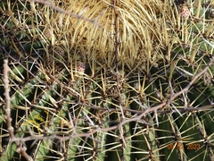 Ferocactus histrix