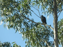 Parabuteo unicinctus