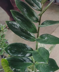 Nematanthus