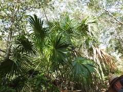 Thrinax radiata