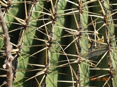 Ferocactus histrix