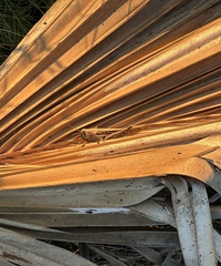 Schistocerca americana