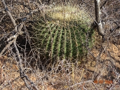 Ferocactus histrix