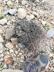 Ferocactus cylindraceus