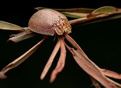 Paropsisterna m-fuscum