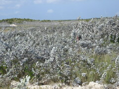 Conocarpus erectus sericeus