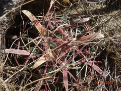 Ferocactus latispinus