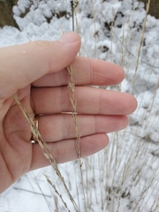 Pseudoroegneria spicata