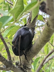 Xylotrupes australicus
