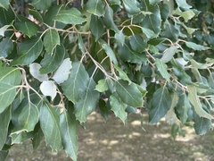 Quercus suber
