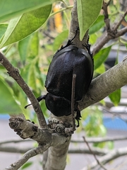 Xylotrupes australicus
