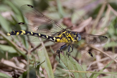 Austrogomphus cornutus