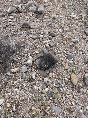 Ferocactus cylindraceus