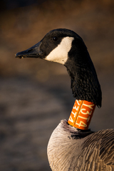 Branta canadensis