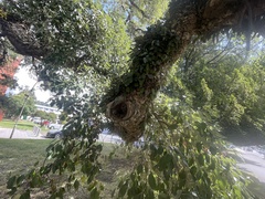 Quercus suber