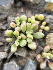Dudleya blochmaniae
