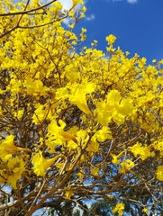 Handroanthus chrysanthus