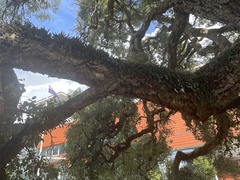 Quercus suber