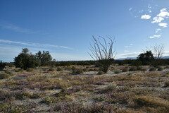 Fouquieria splendens