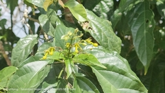 Clerodendrum laevifolium