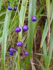 Dianella nigra