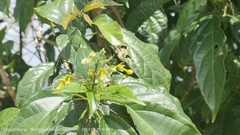 Clerodendrum laevifolium