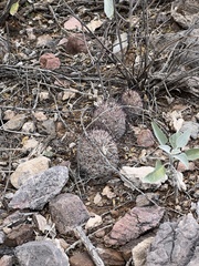 Mammillaria grahamii
