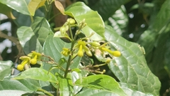 Clerodendrum laevifolium