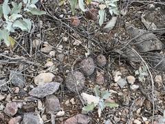 Mammillaria grahamii