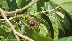 Clerodendrum laevifolium