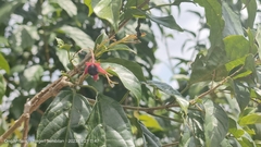 Clerodendrum laevifolium