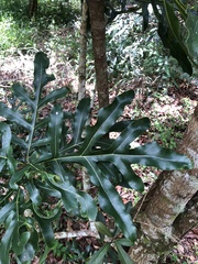 Stenocarpus sinuatus