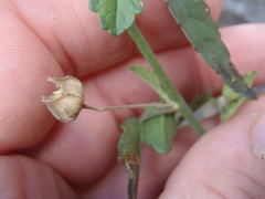 Sida tragiifolia