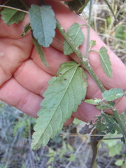 Sida tragiifolia