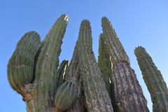 Pachycereus pringlei