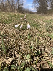 Cardamine douglassii