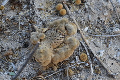 Pachycereus pringlei